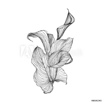 Picture of Engraving hand drawn illustration of flower calla